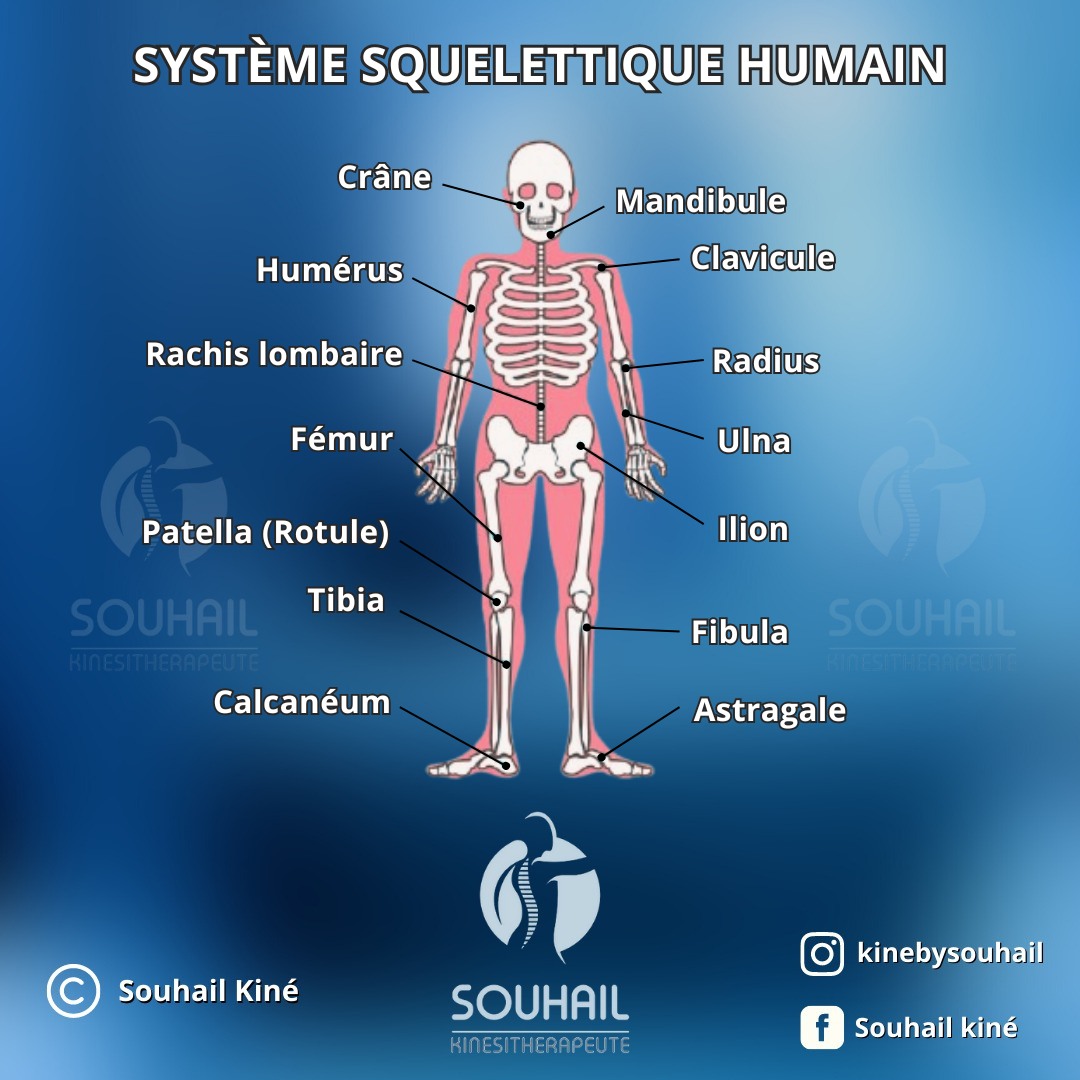 Souhail - Le système squelettique humain, composé de 206 os, constitue ...