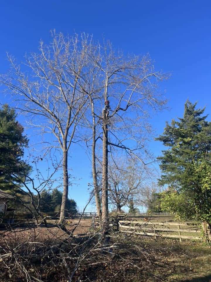 Big Dawg Tree Service & Stump Grinding | Mount Sterling KY