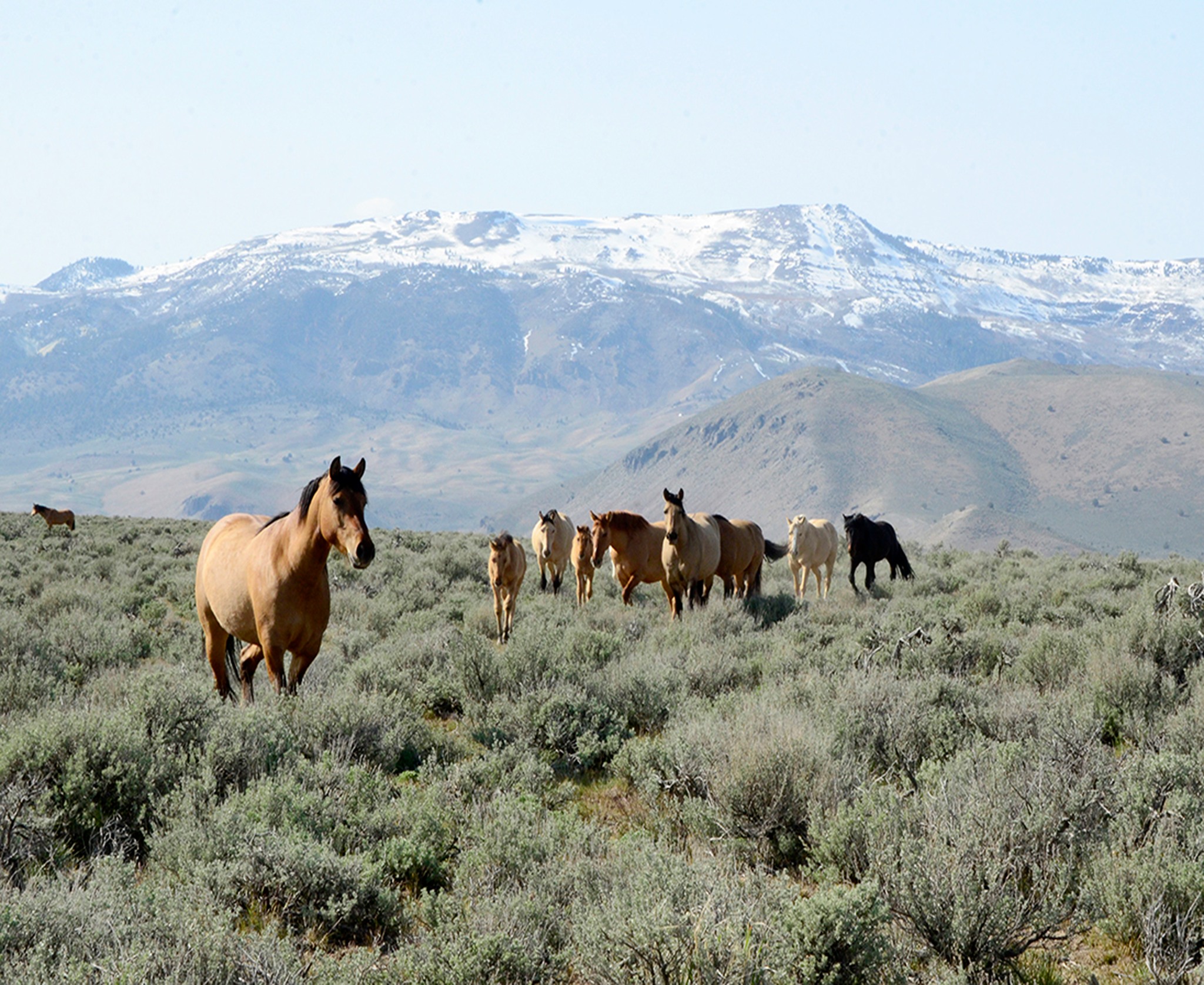 Rural County Representatives of California - #RuralCountyPhoto: Wild ...
