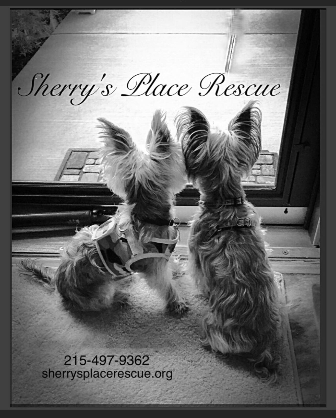 Fresh Look at Sherry S Place Rescue Update Candy Adopted Congratulations On Your
