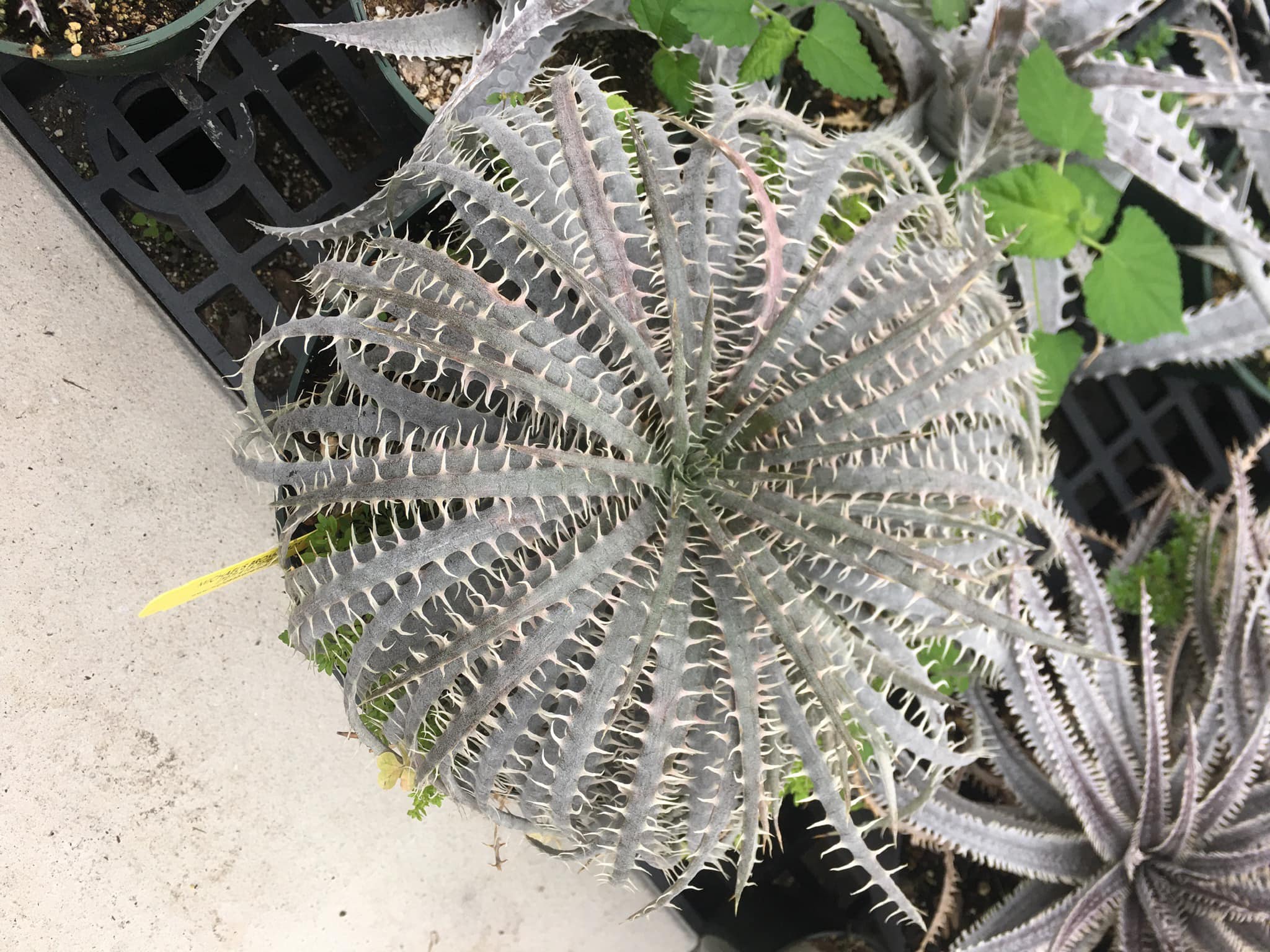 Dyckia 'Dakota' AAA clone from Bromeliad Society International