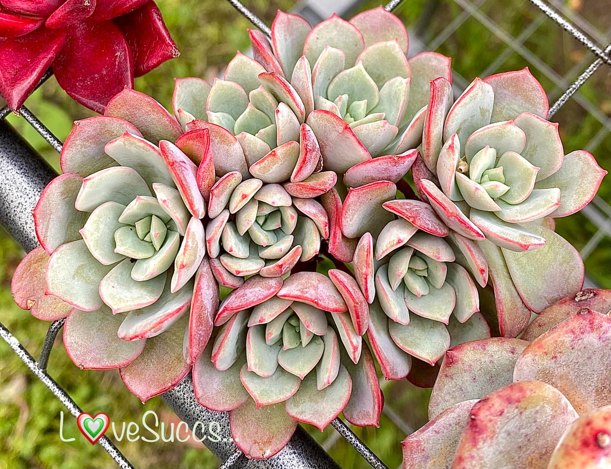 Echeveria Subcorymbosa Lau 026 My favourite atm 🌷