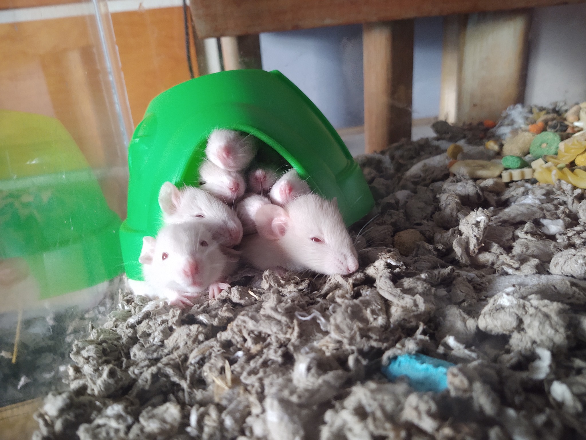 Midnight's babies are starting to get... - Ratty Cake Rattery | Facebook