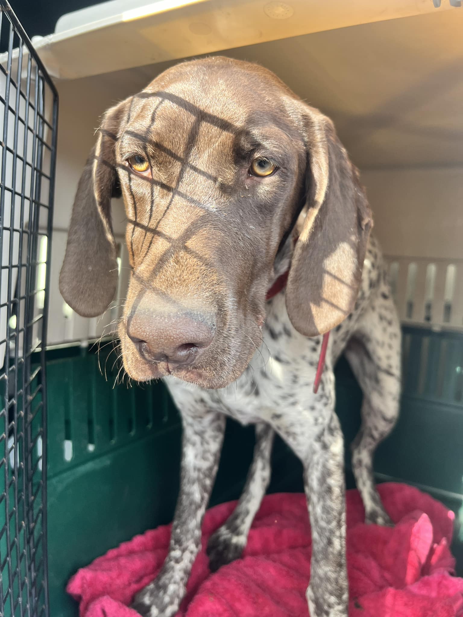 Pets Lost & Found Fairfield County OHIO | UPDATE: RECLAIMED | Facebook