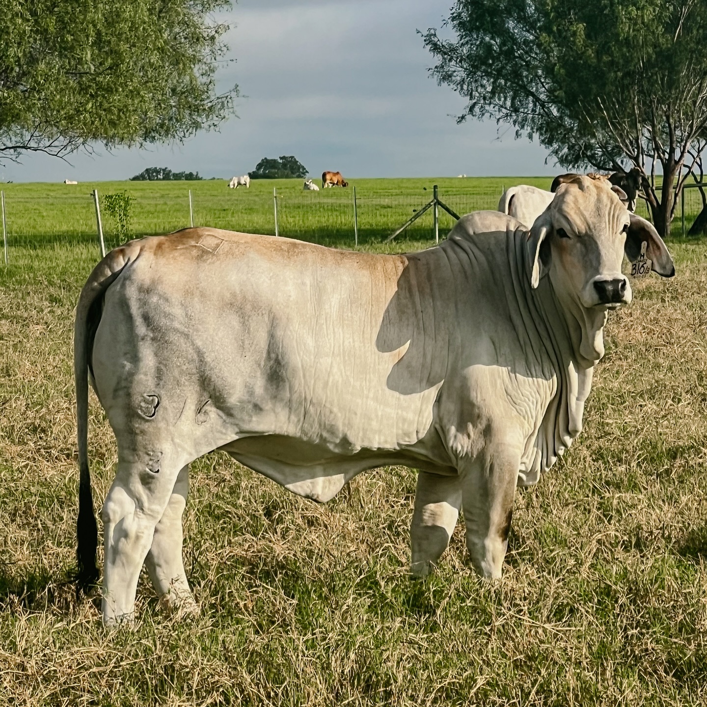 Flying Diamond Ranch | Pleasanton TX