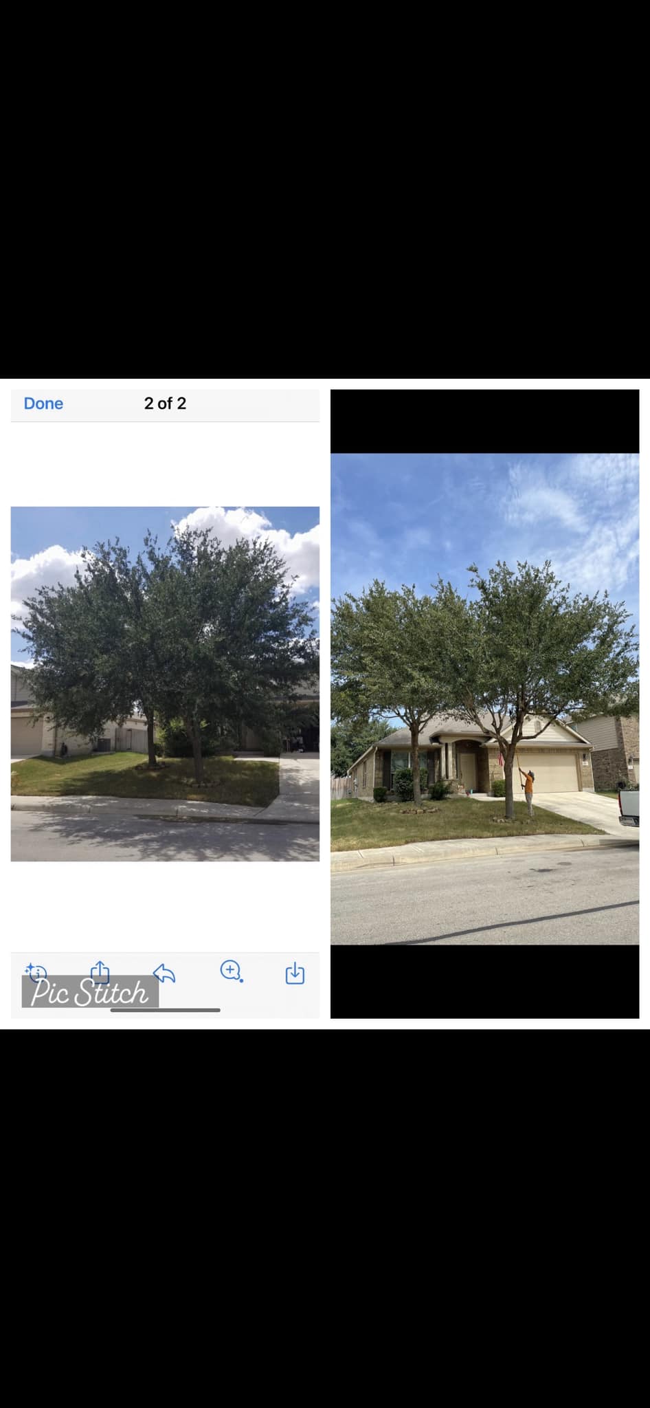 JJ Tree Service | San Antonio TX