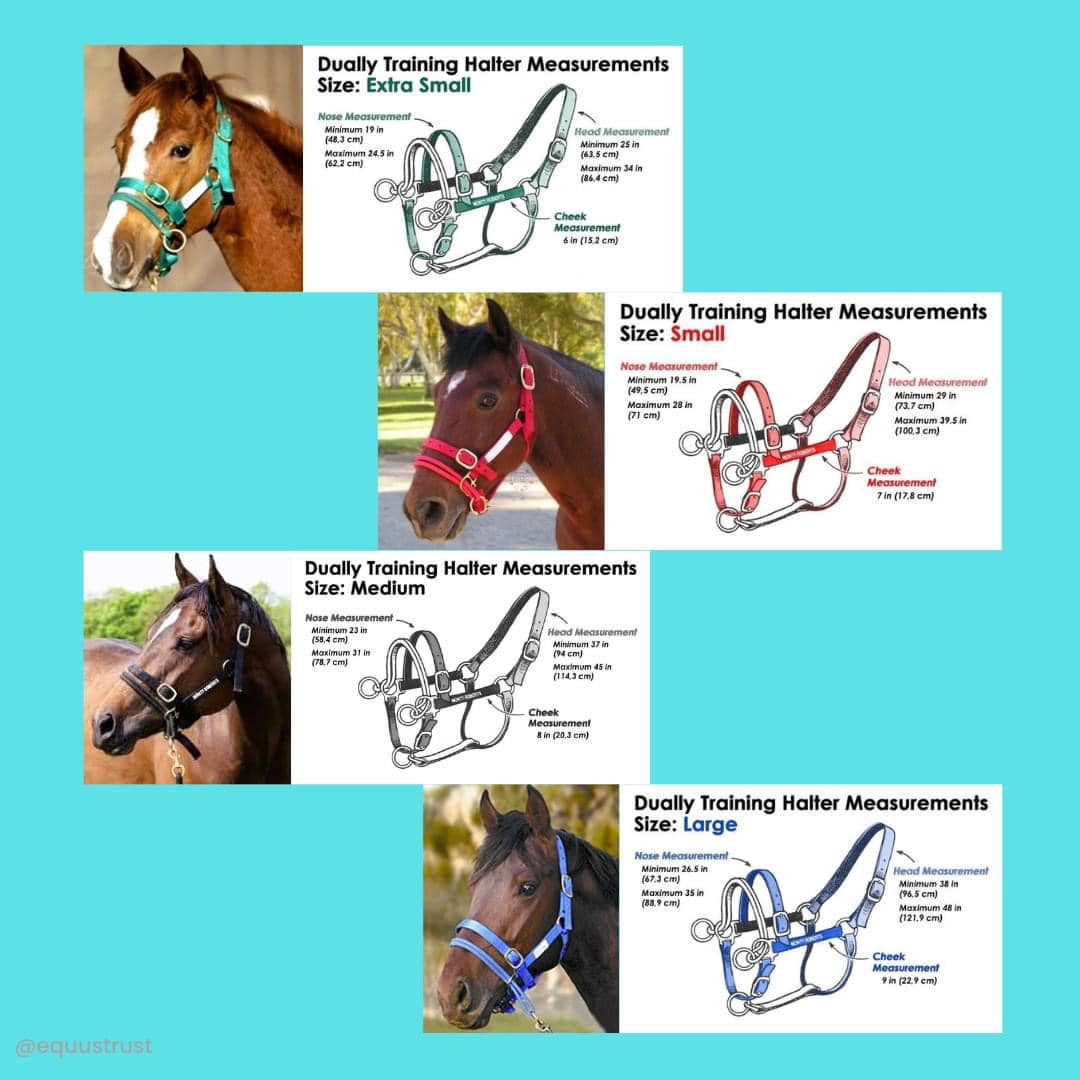 Equus - Introduction offer: 10% discount including one free training ...