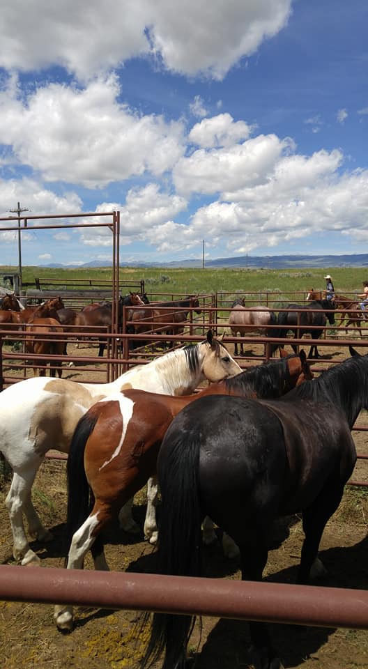 Blackfoot Ranch Rodeo added a new... - Blackfoot Ranch Rodeo
