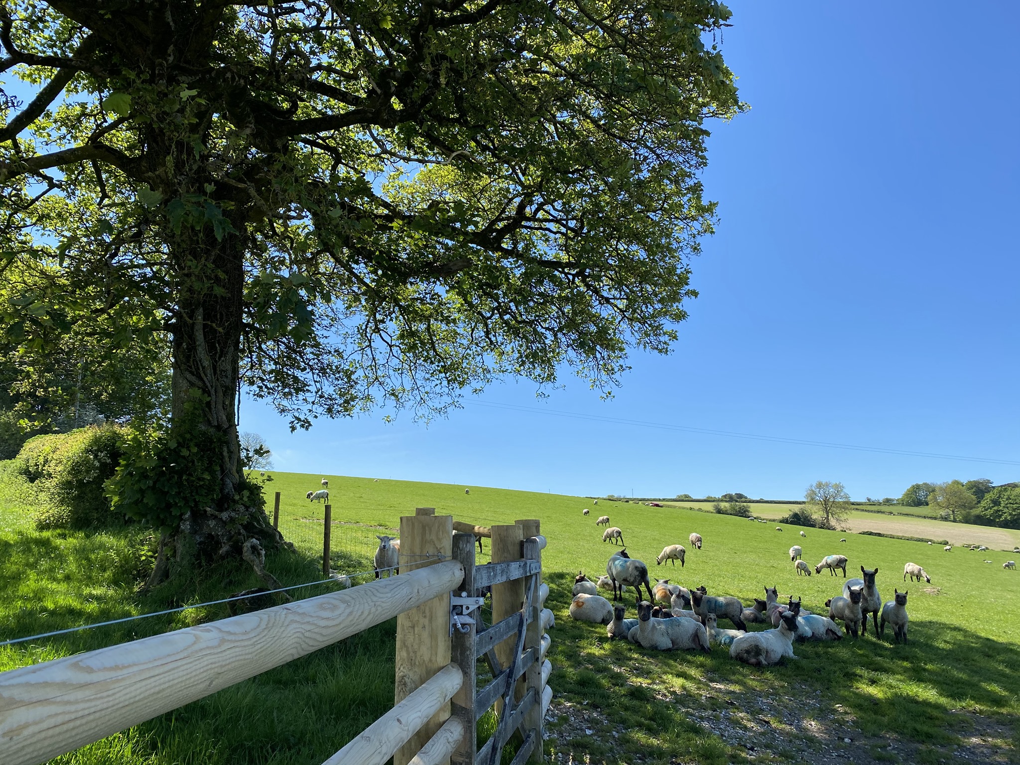 North Buckham Farm | Beaminster