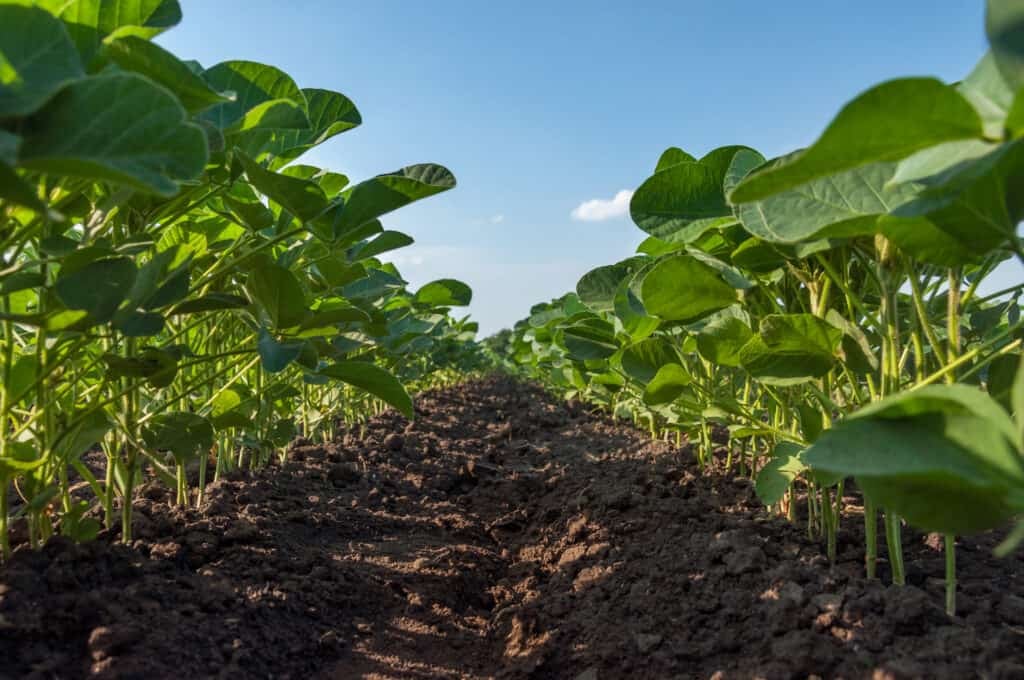 Pyxus Agriculture Limited, Malawi