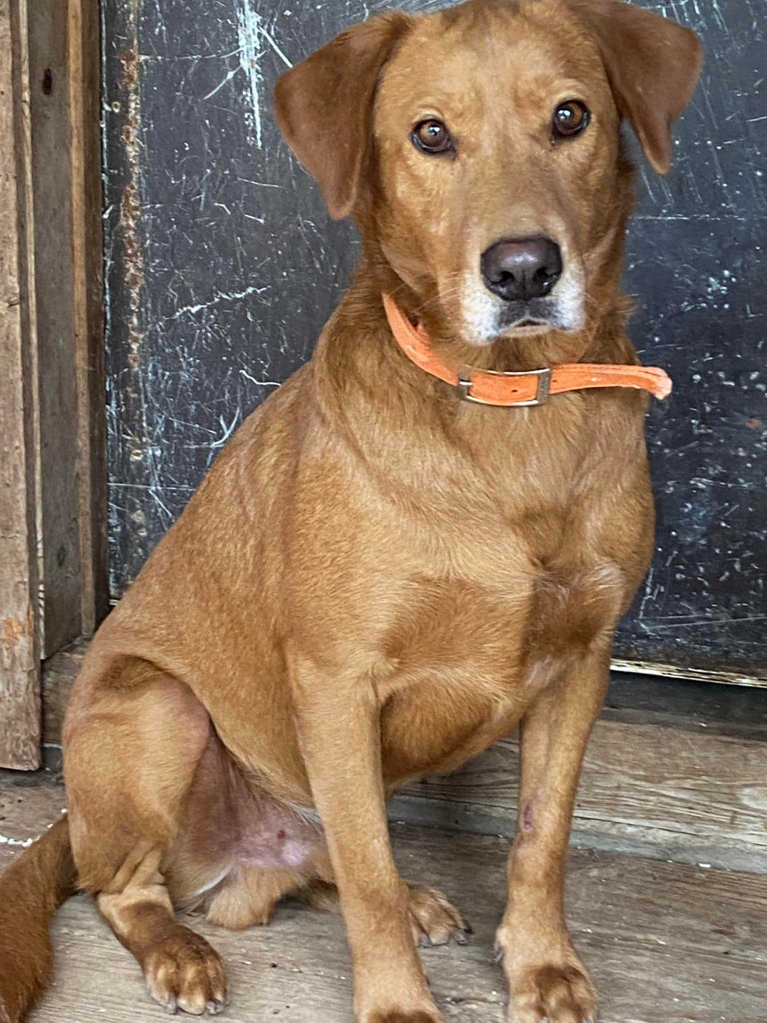 🤎 Houdini 🤎 ‼️Adopted‼️ Houdini is... - Heartland Lab Rescue