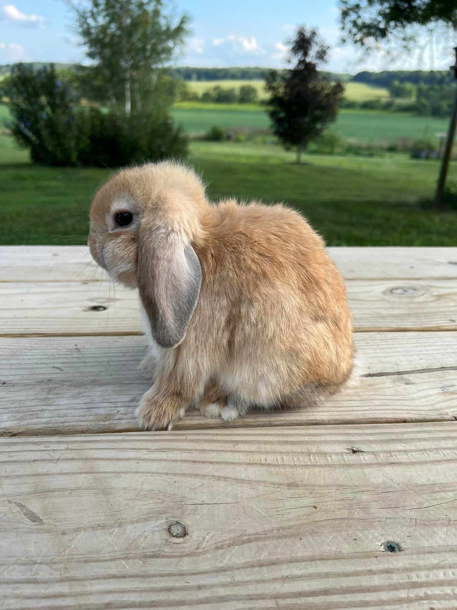 Really Rascally Rabbits