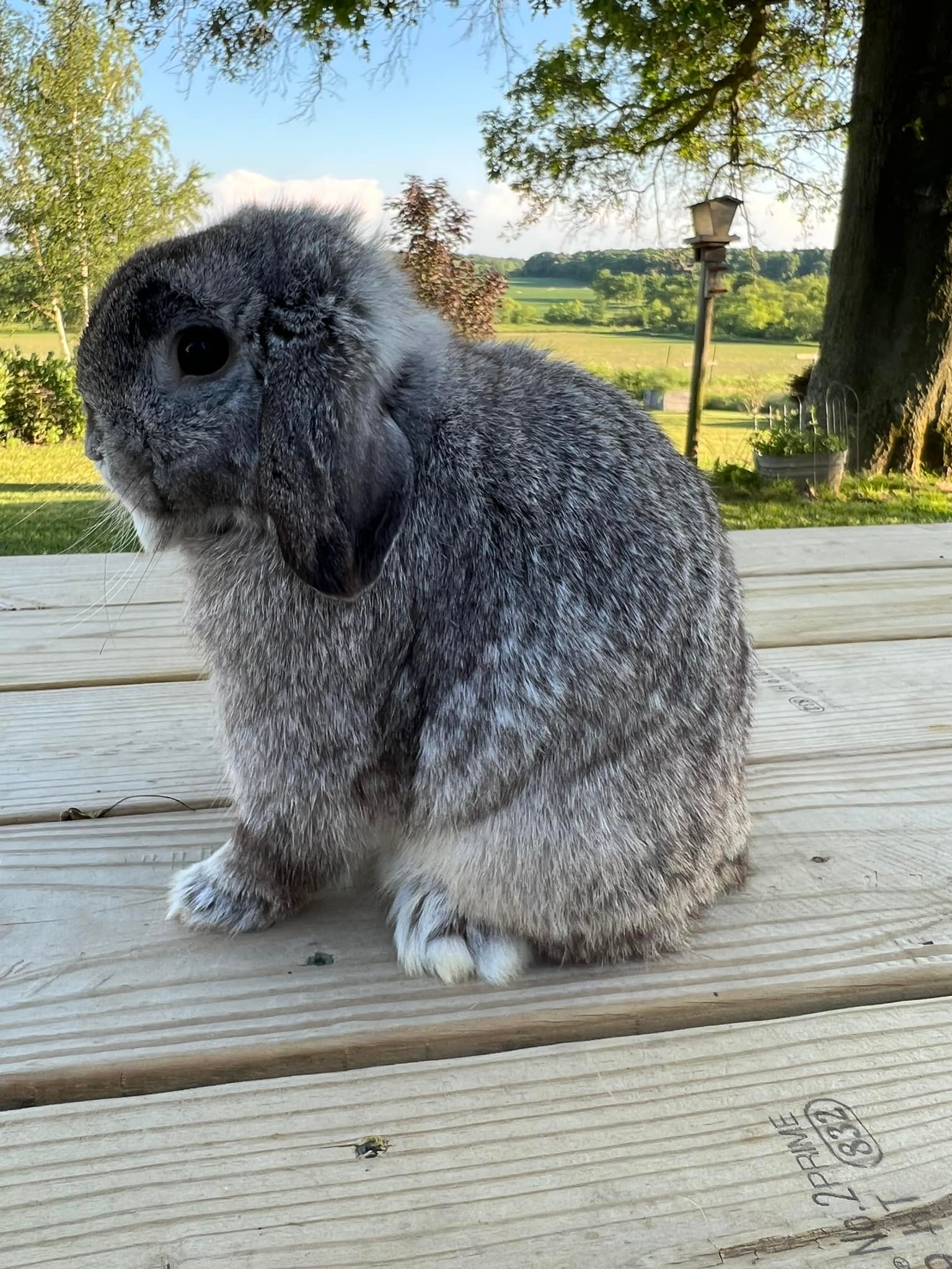 Really Rascally Rabbits