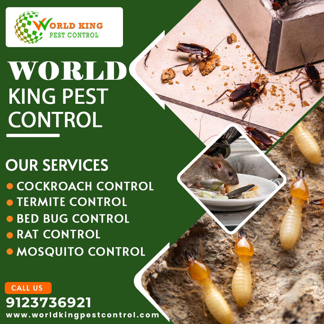 World King Pest Control - Contact World King Pest Control today to ...
