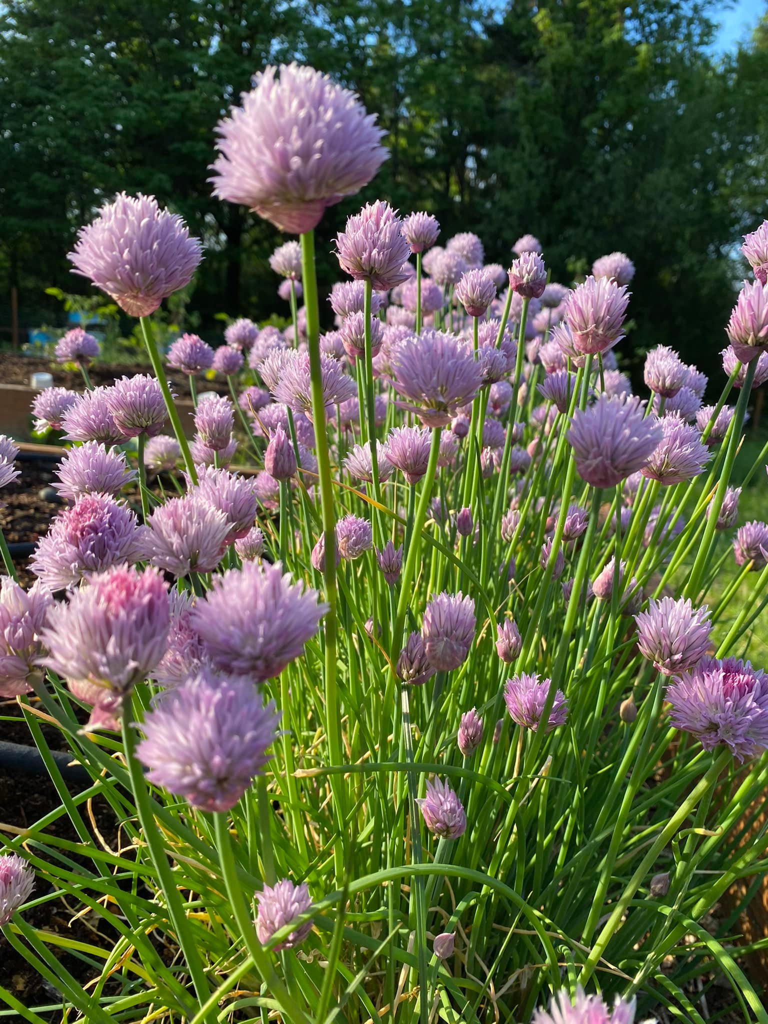 Olalla Ridge Farm | Olalla WA