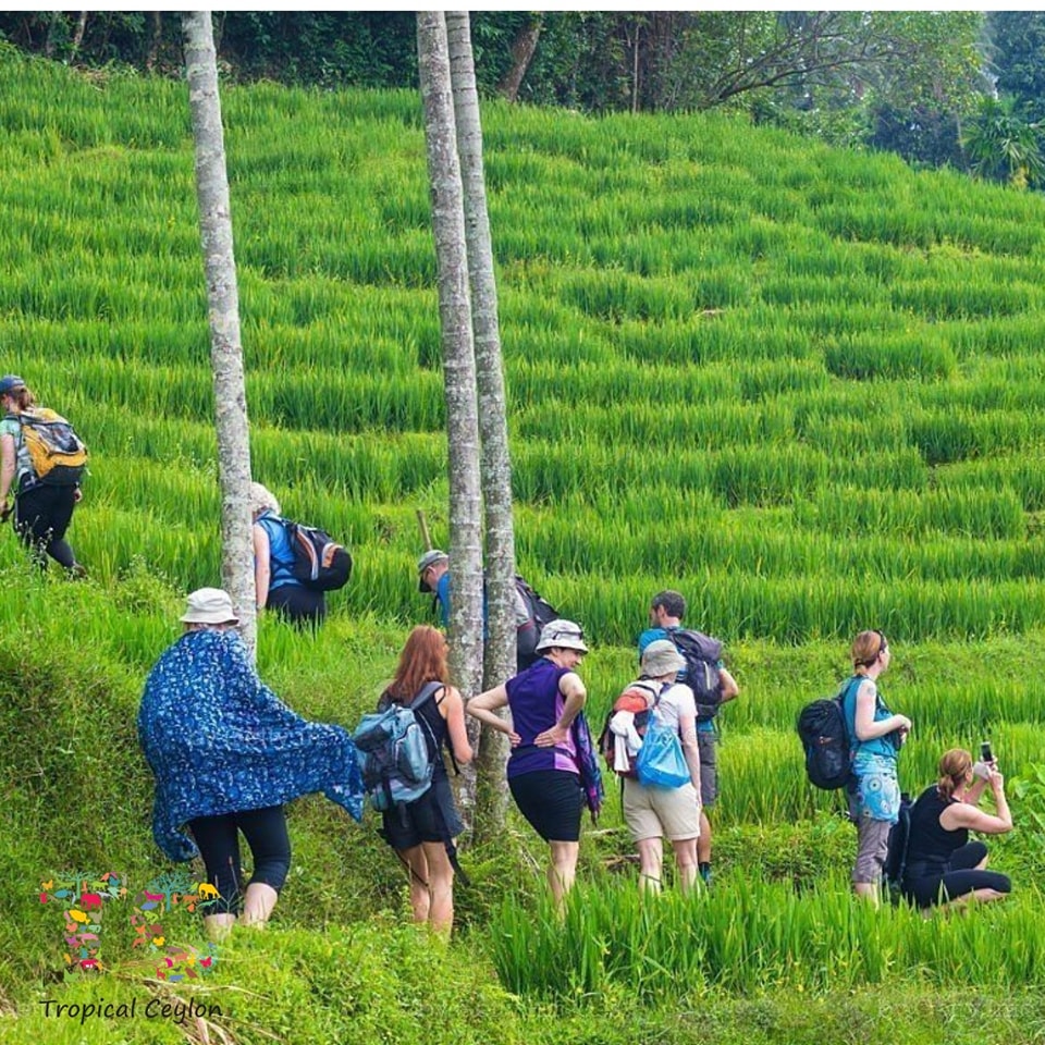 Tropical Ceylon - Rice is the staple food of the people of...