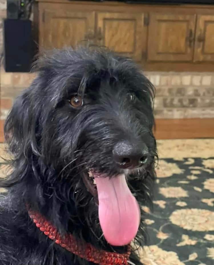 💙 Leo 💙 ‼️ ADOPTED ‼️ Leo is a... - Heartland Lab Rescue | Facebook