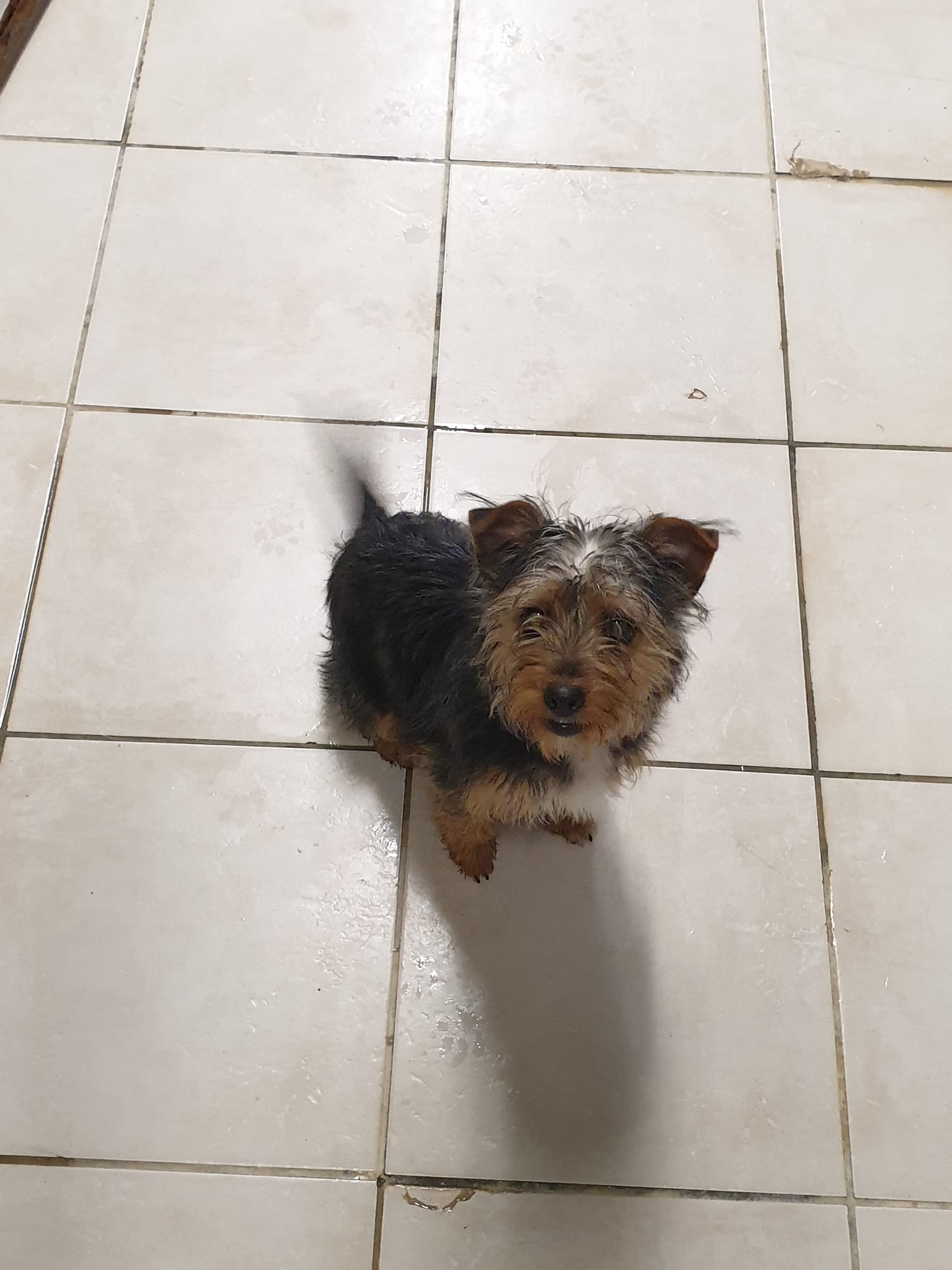 Chiots A Donner Gratuitement Près De Vendin Le Vieil