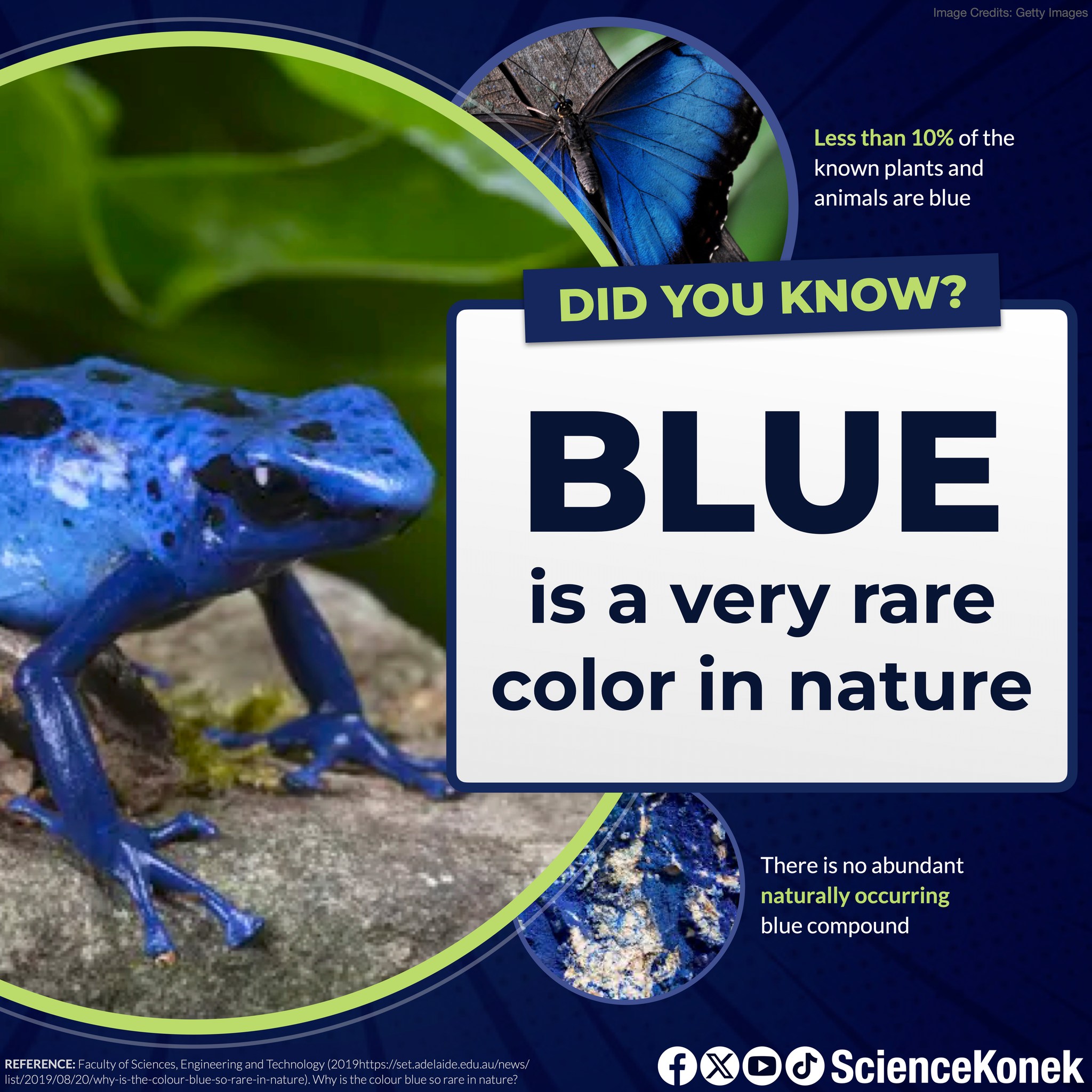 ScienceKonek - #SciDYK 𝗕𝗟𝗨𝗘: 𝗡𝗔𝗧𝗨𝗥𝗘'𝗦 𝗥𝗔𝗥𝗘𝗦𝗧 𝗖𝗢𝗟𝗢𝗥? 🦋༘ When you look at ...