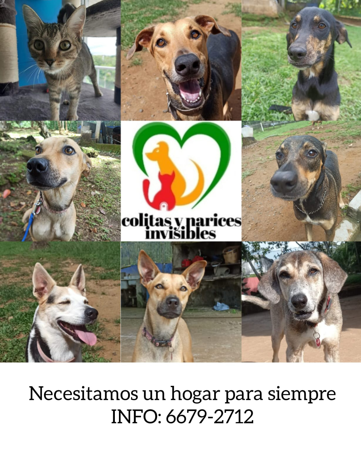 PRO Vida Animal Panamá - Amigos les actualizamos el caso del pequeño ...