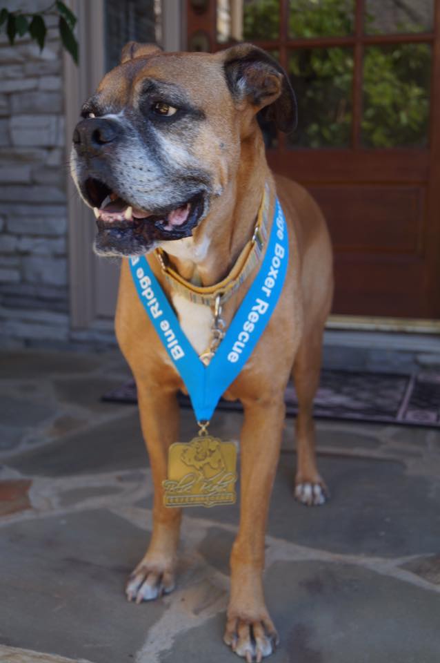 Blue Ridge Boxer Rescue Virtual Run