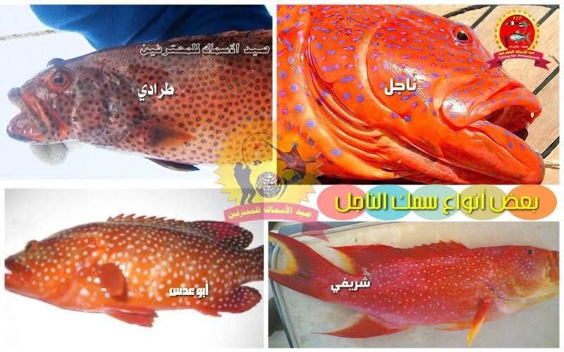 صيد - الناجل وأنواعه ه:::::::::::::::::::::::: الاسم العربي : سمك ...