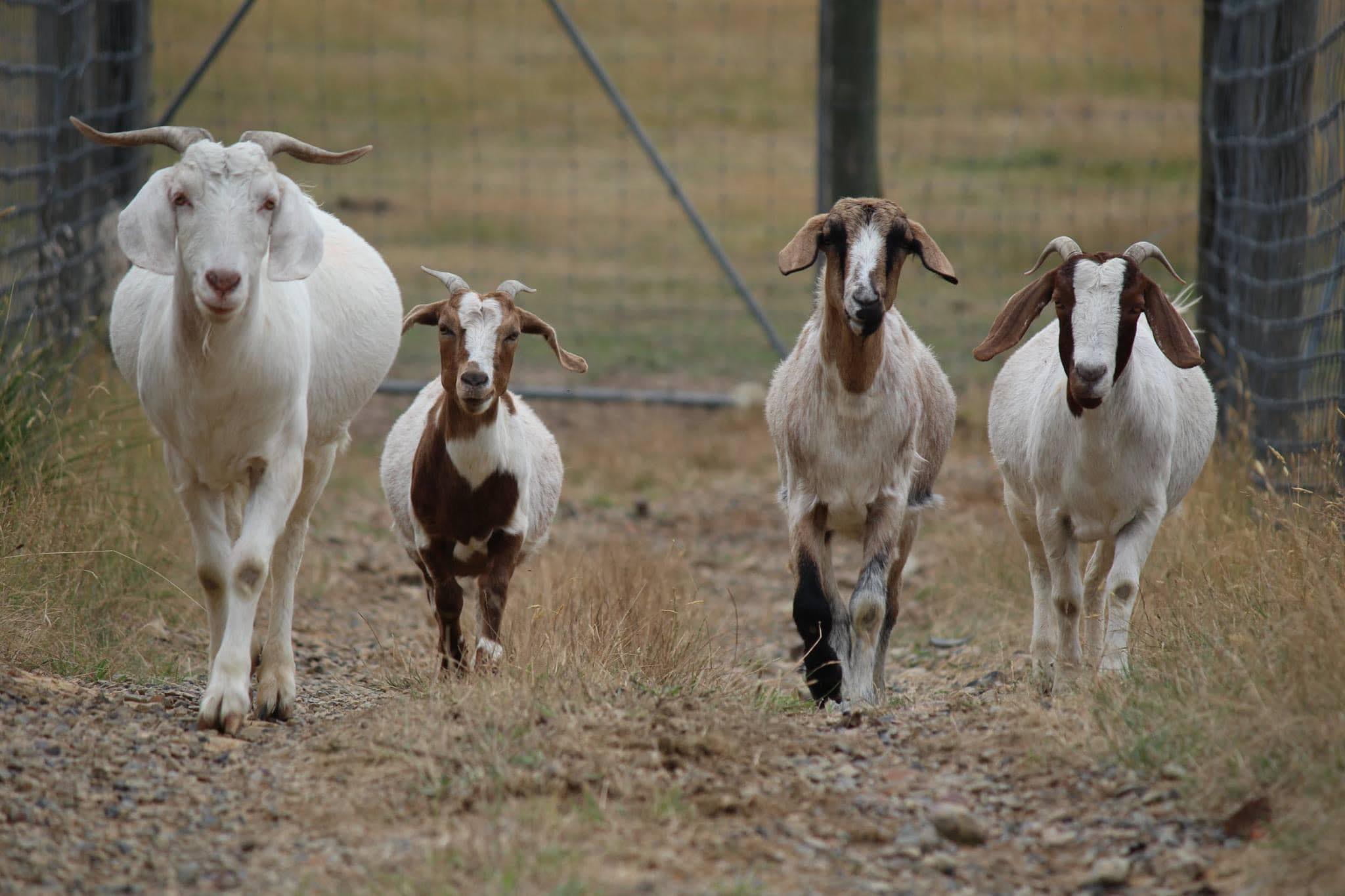 Baroona Produce and Pet Supplies | Yarra Junction VIC