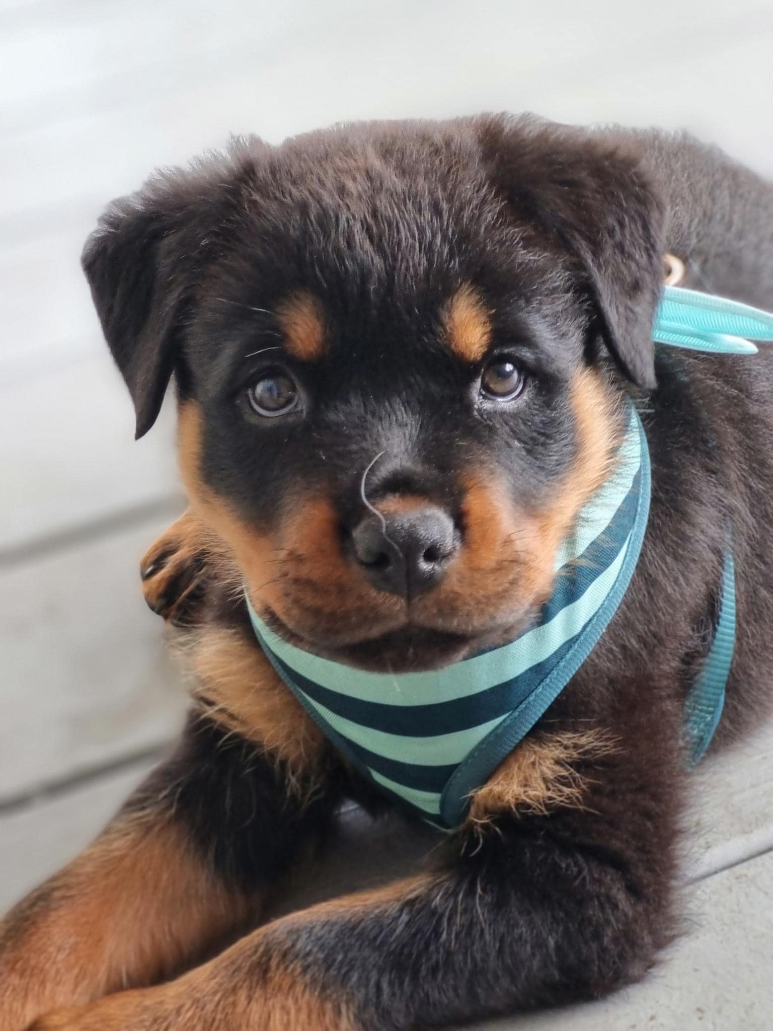 ValleyBob Rottweilers
