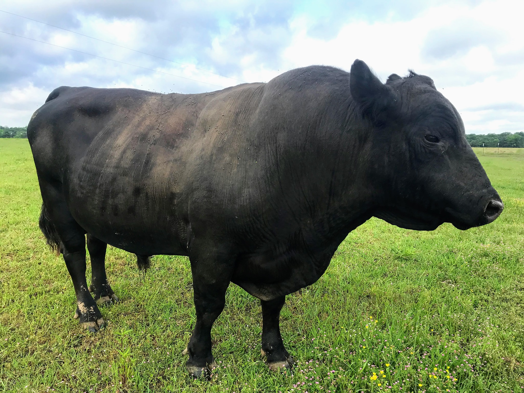 The Little j Ranch | Cumby TX