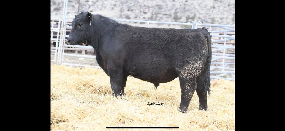 7S Ranch. - Check out this herd bull prospect!! This Connealy Packer ...