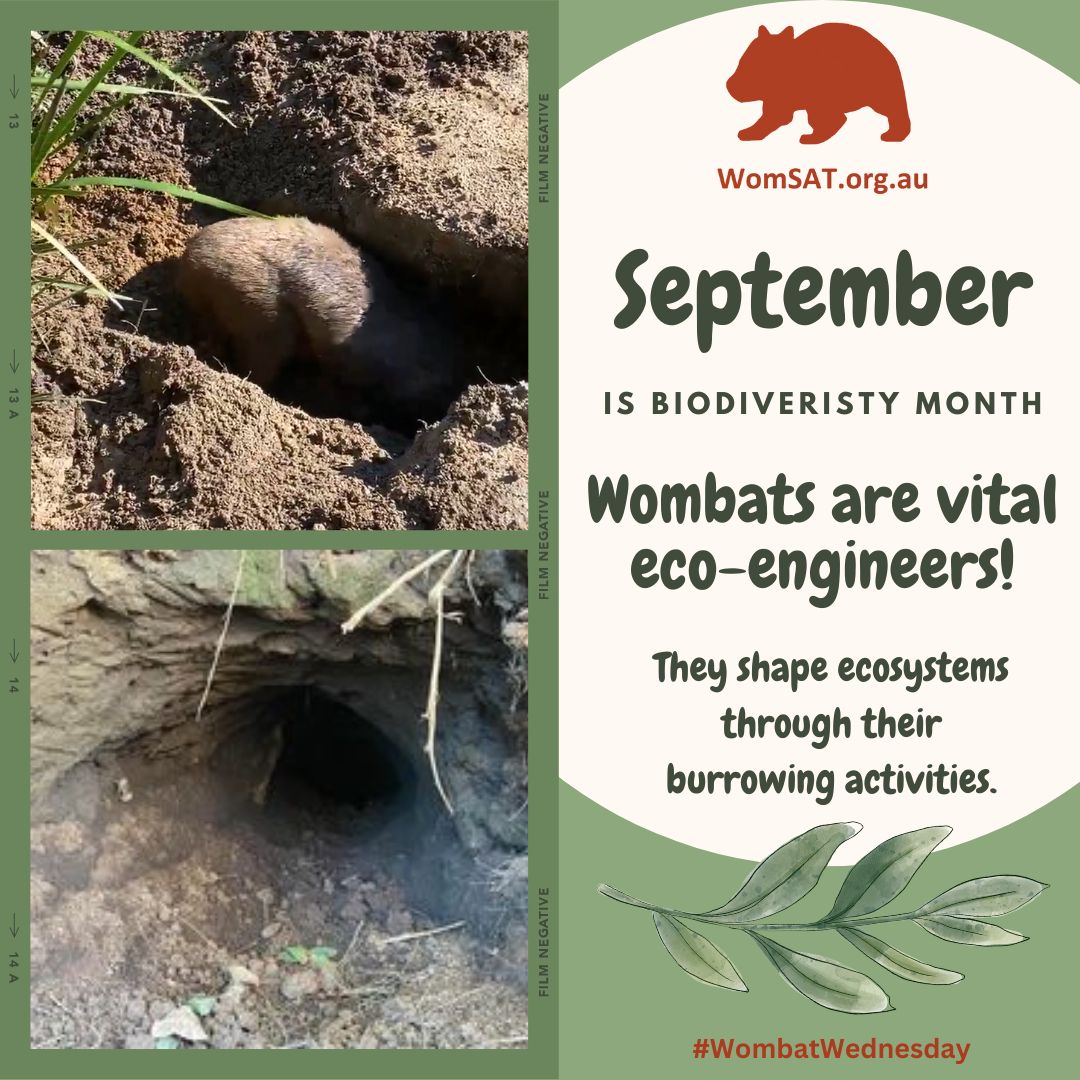 This... - Womsat - Wombat Survey and Analysis Tools