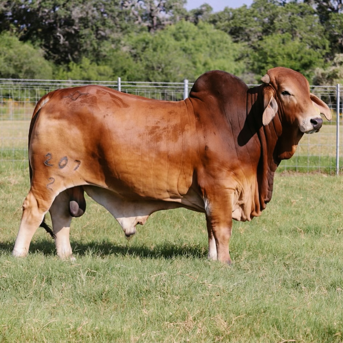 Flying Diamond Ranch | Pleasanton TX