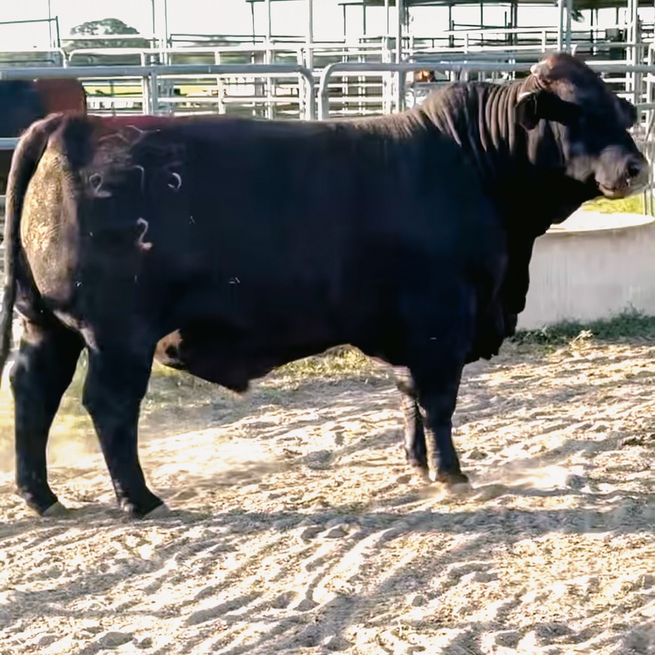 Flying Diamond Ranch | Pleasanton TX