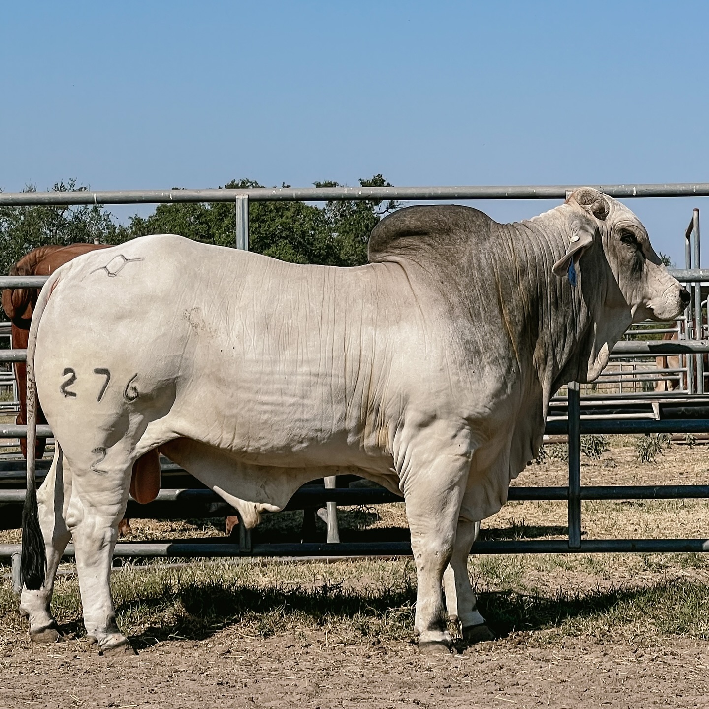 Flying Diamond Ranch | Pleasanton TX