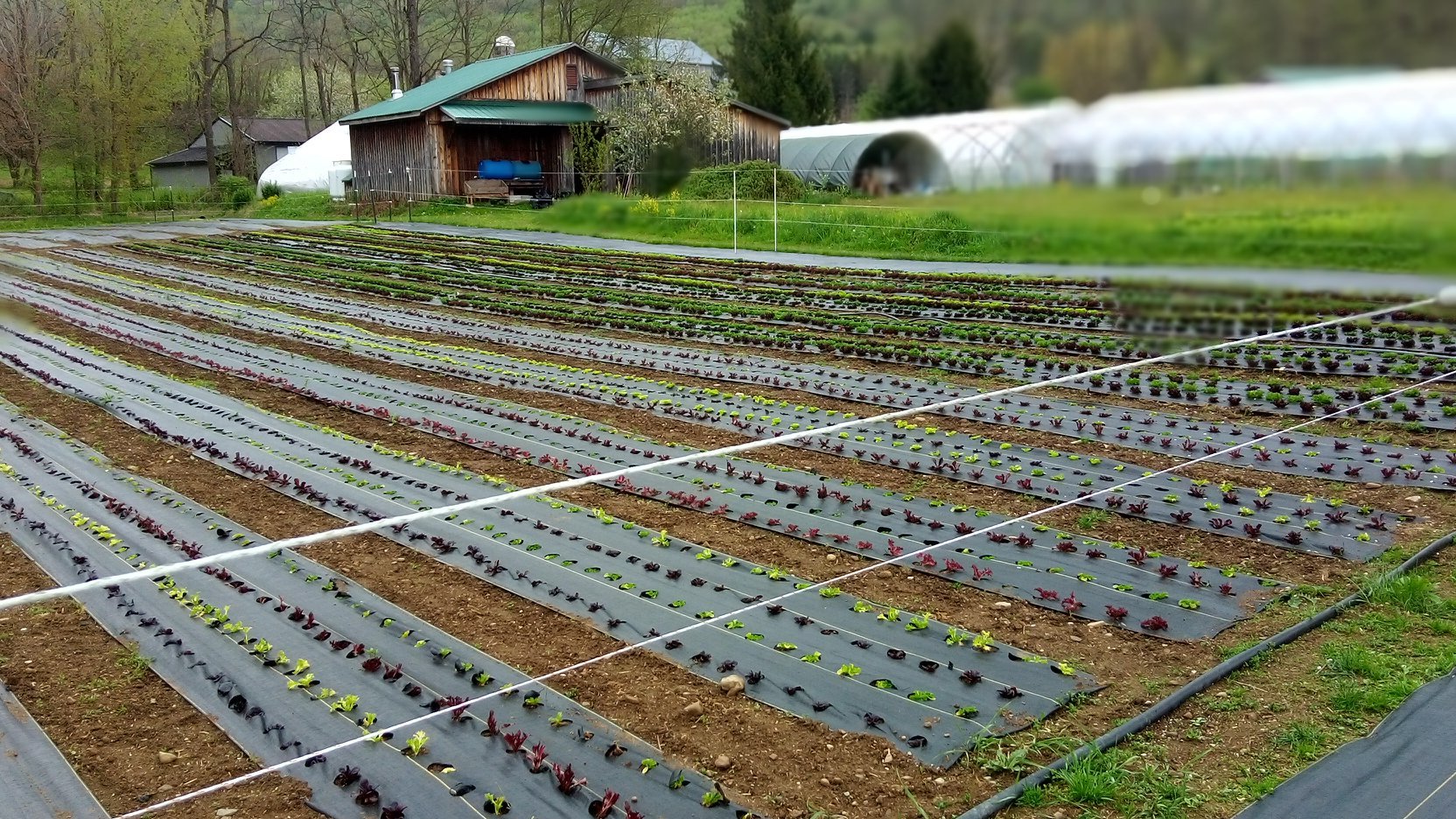 Strong Roots Organic Farm | Woodward PA