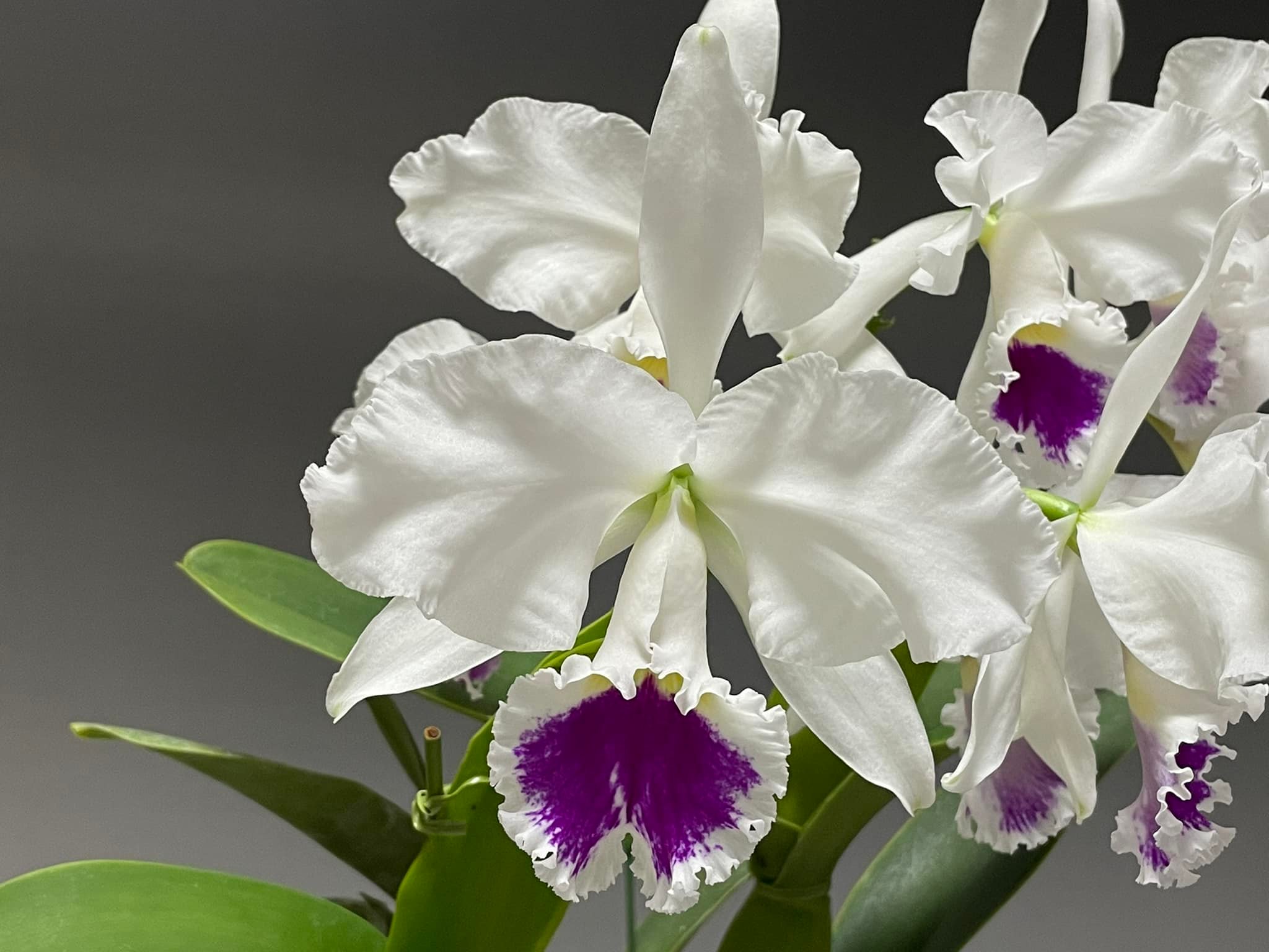 鉢植え 原種洋蘭 洋蘭 原種カトレア カトレア Cattleya intermedia f