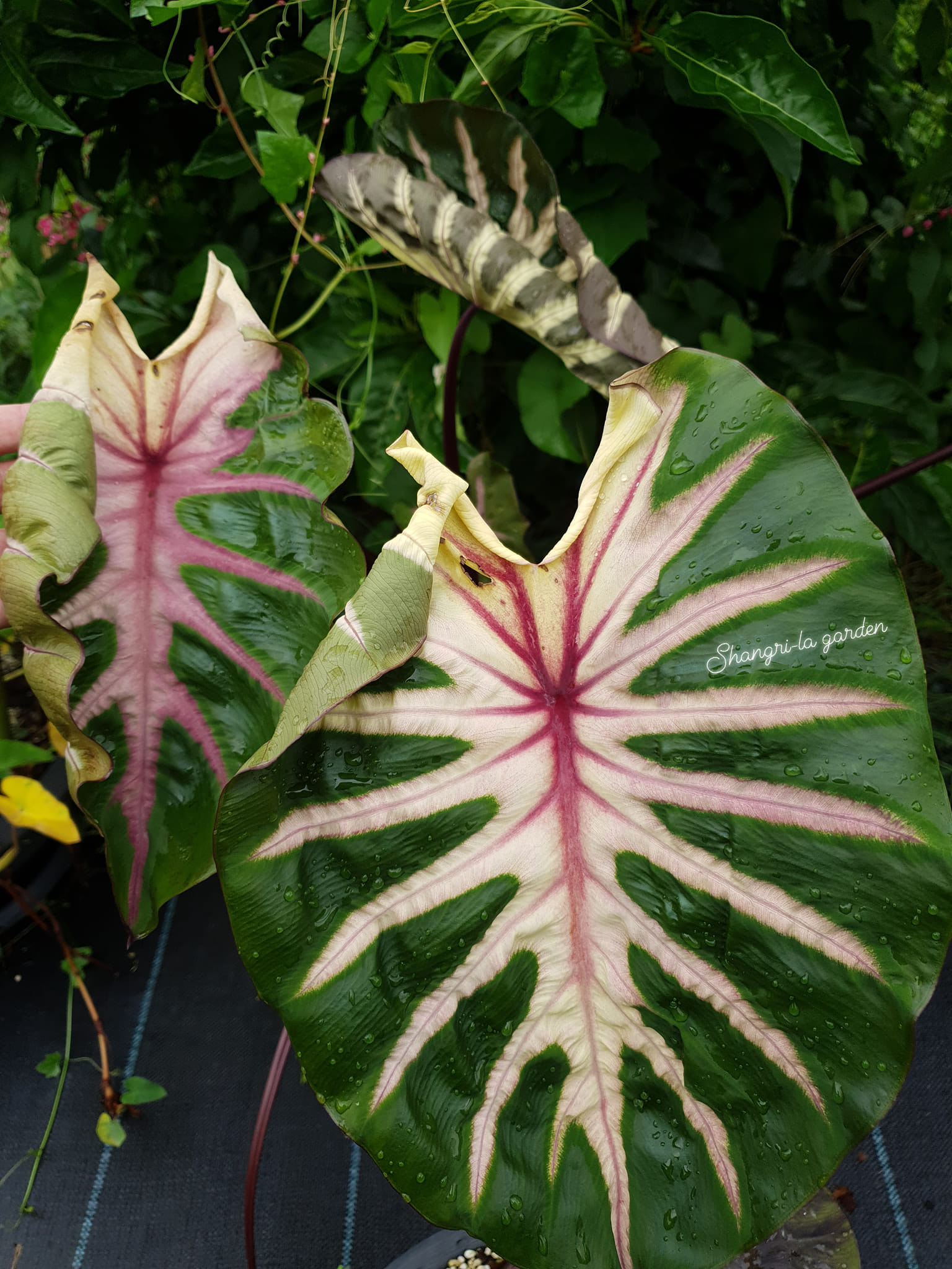 Colocasia​ Forest​ Sunrays So​ Beautiful​ 🇹🇭