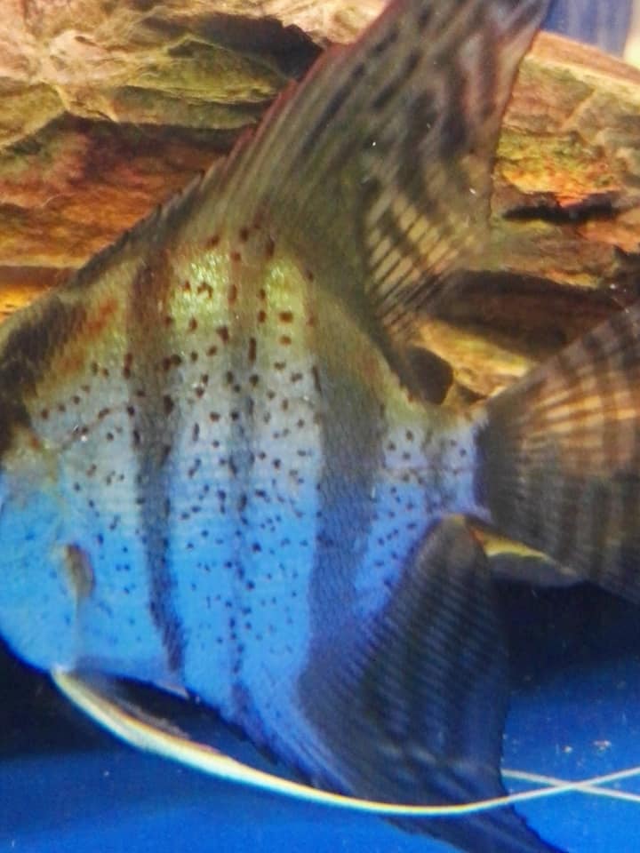 Alibaba Fish Farm - Wholesale