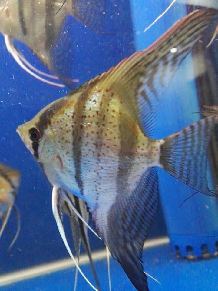Alibaba Fish Farm - Wholesale