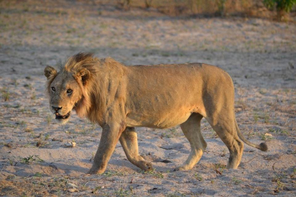 People, Lions and the Environment, Wasima | Usevia