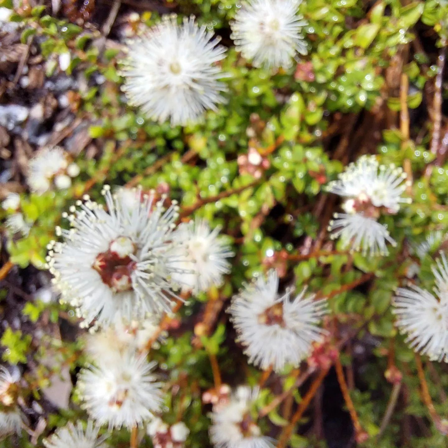 Peppermint Ridge Farm | Tynong North VIC