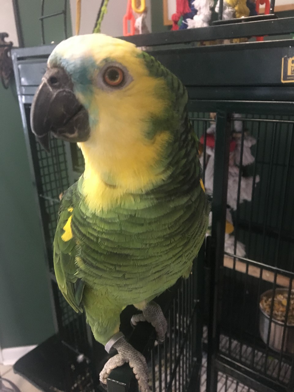 Pet Supplies Plus West Hempstead, NY Home Facebook