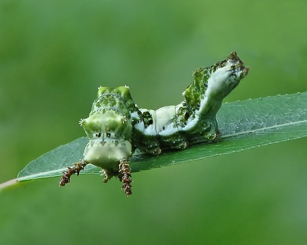USFWS - Welcome to the wacky world of caterpillars, where up is down ...