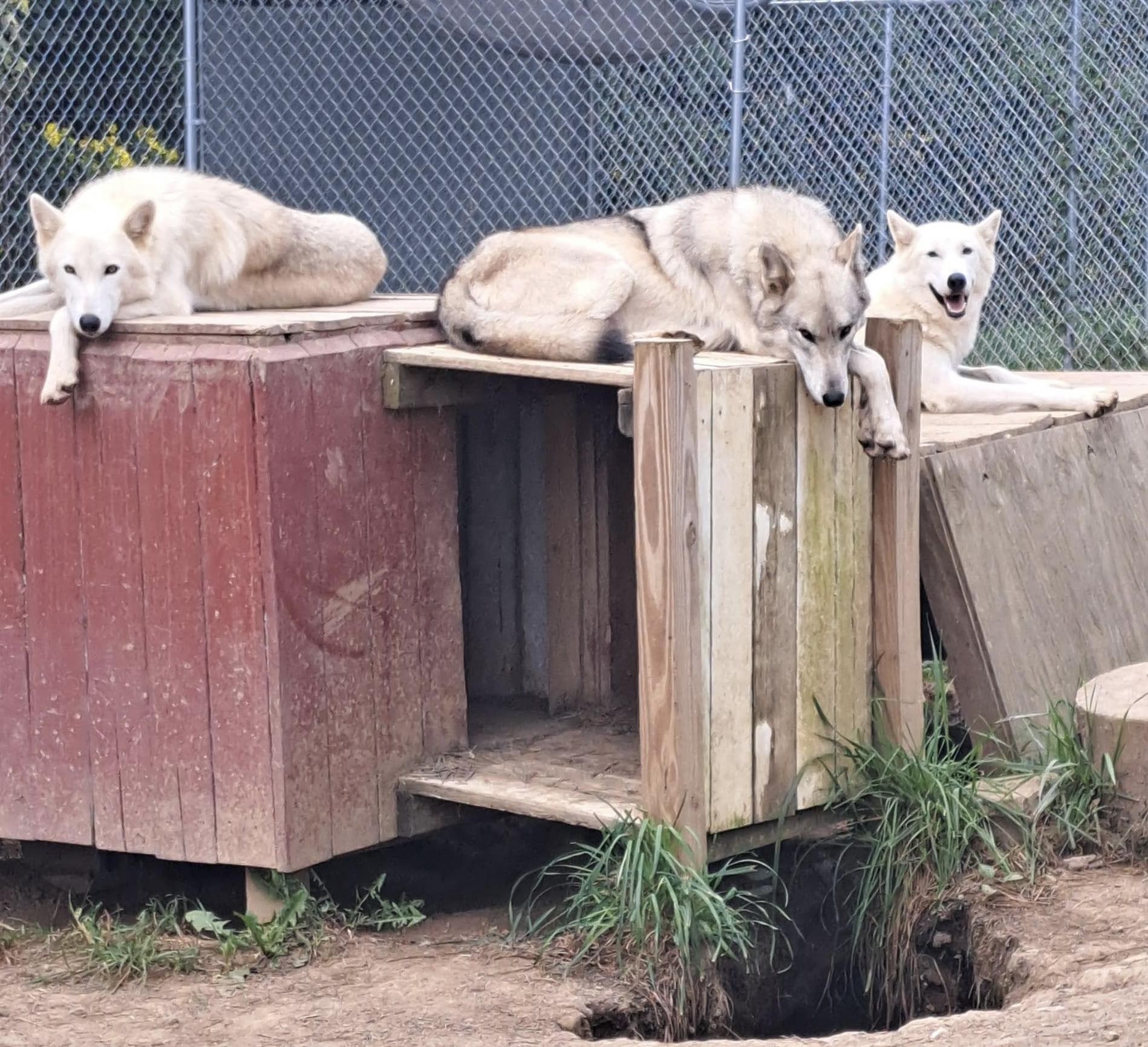 Red Riding Hood Rescue Project - a wolfdog rescue | Middletown OH