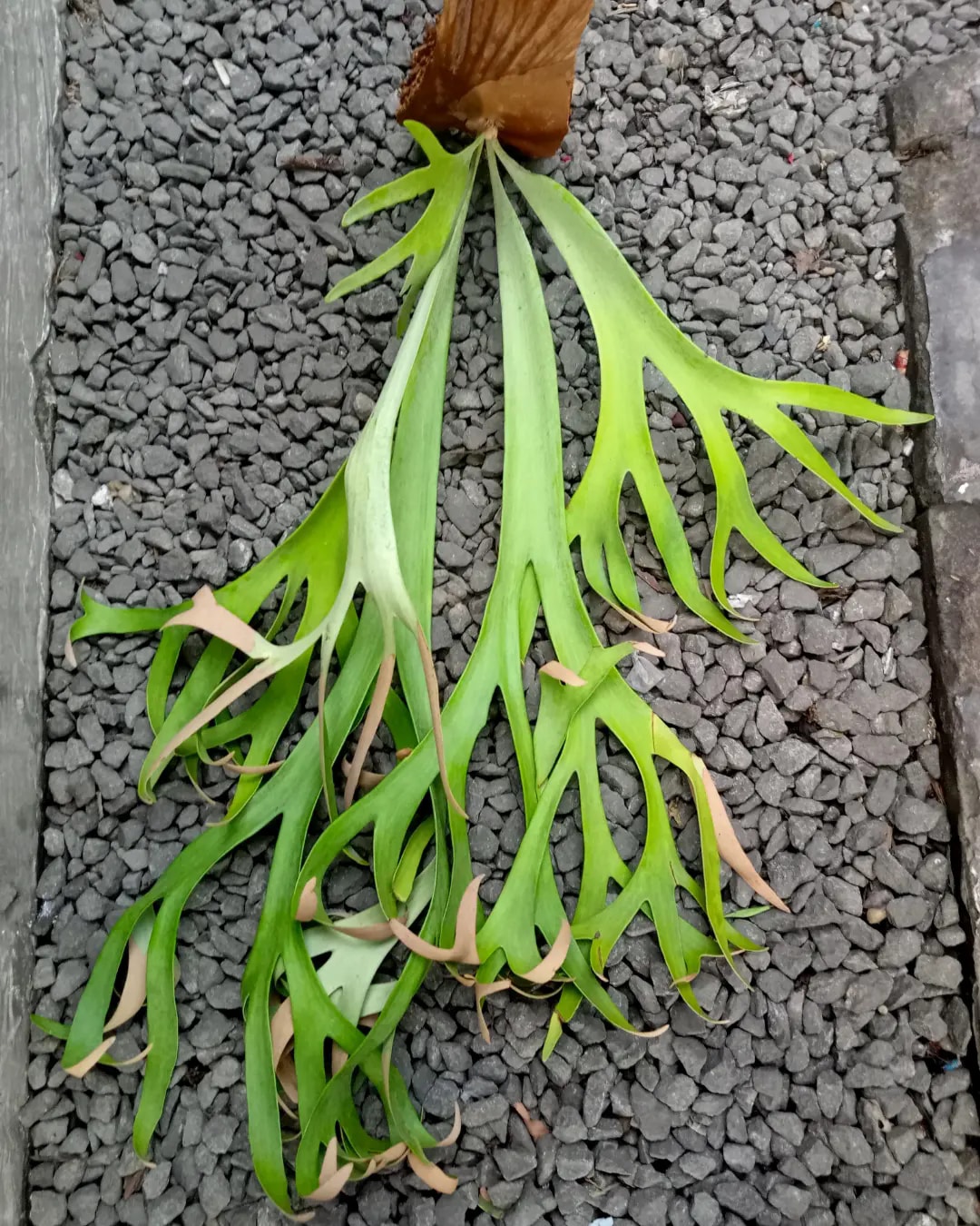 Platycerium Willinckii 