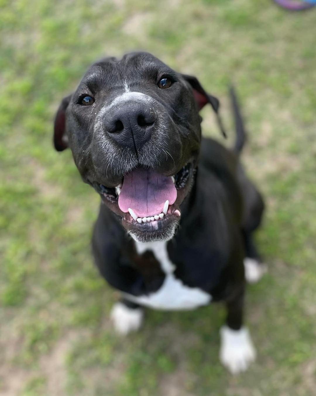 Chanel is a real beauty! She loves play time out in our yard. She