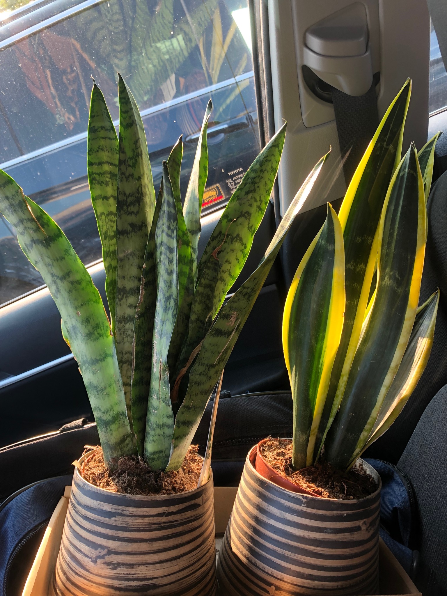 Where to keep already sprouted lily kits from Costco?