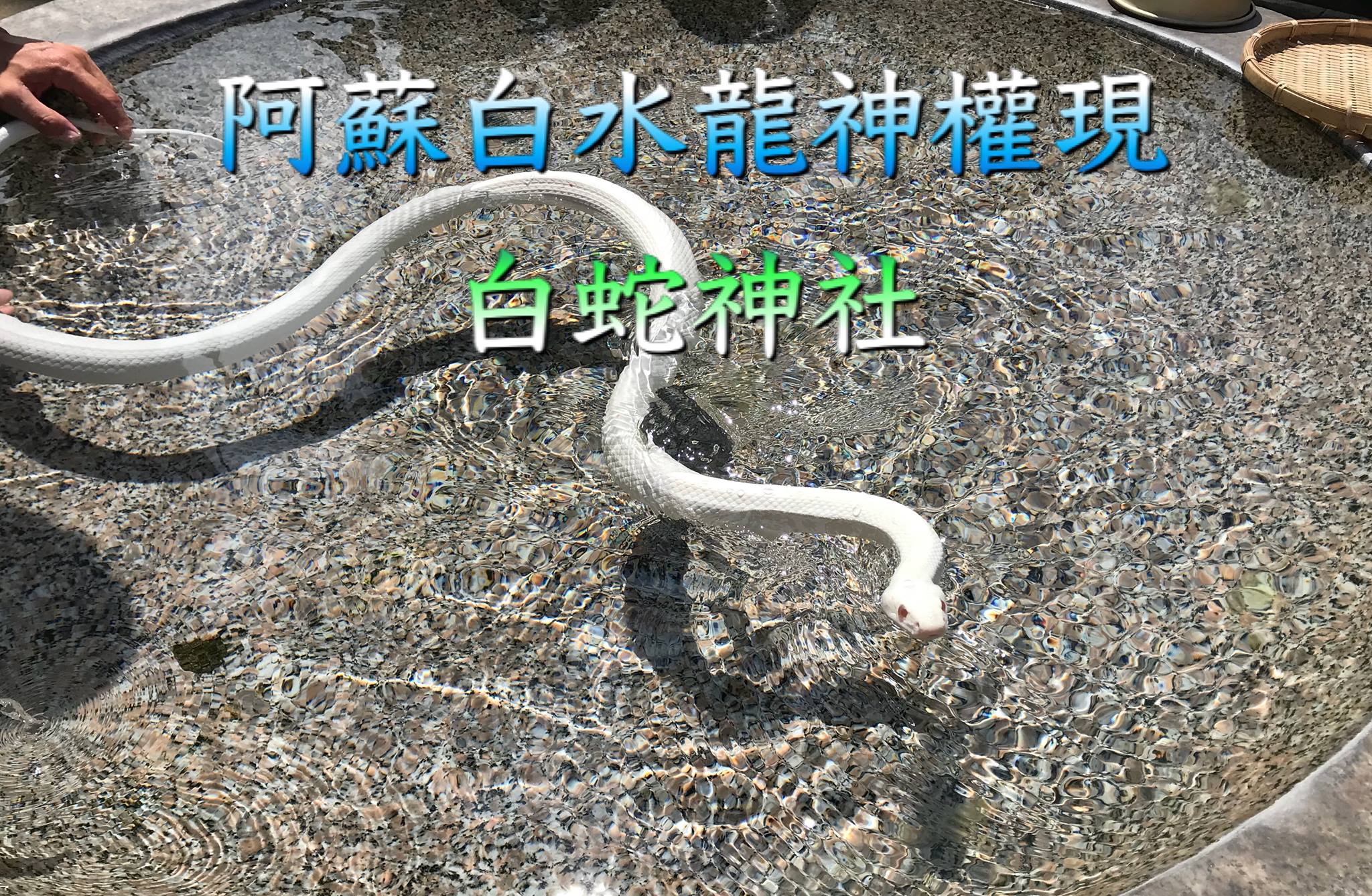 阿蘇 白水 龍神 權 現 白蛇 神社