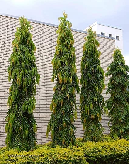 LA VEUVE PLEUREUSE Vous avez cette plante à la maison mais vous ignorez ...