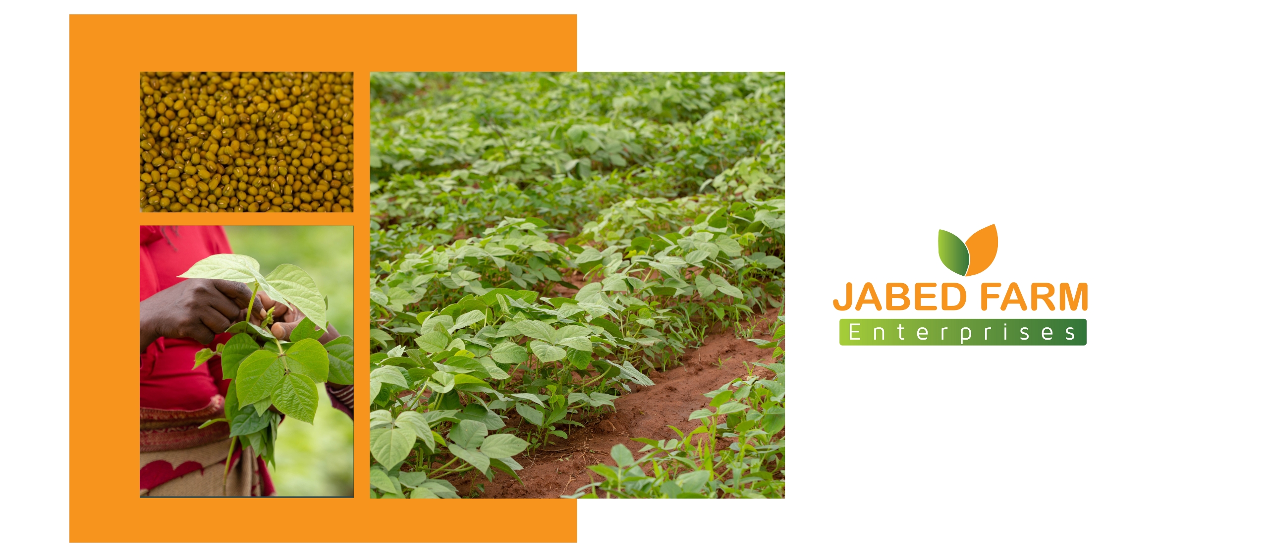 JABED FARM Enterprises | Makueni